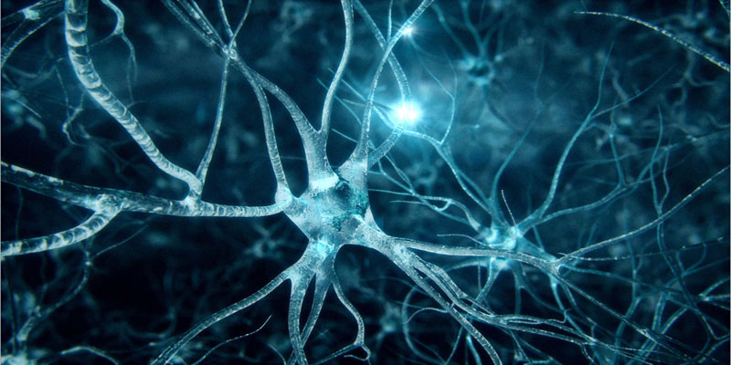 neuronas cerebrales