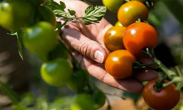 CRIPTOCULTIVAN TOMATES CON EL CALOR DE MINERÍA